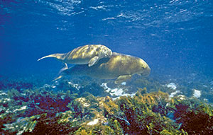 Dugong and calf.