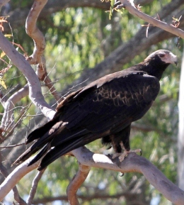 Wedge-tailed eagles and other birds of prey are often seen soaring above the park. 