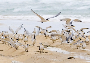 Image of flocks of resident and migratory birds which can be seen along the coastal beaches.