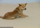 Fraser Island Dingoes