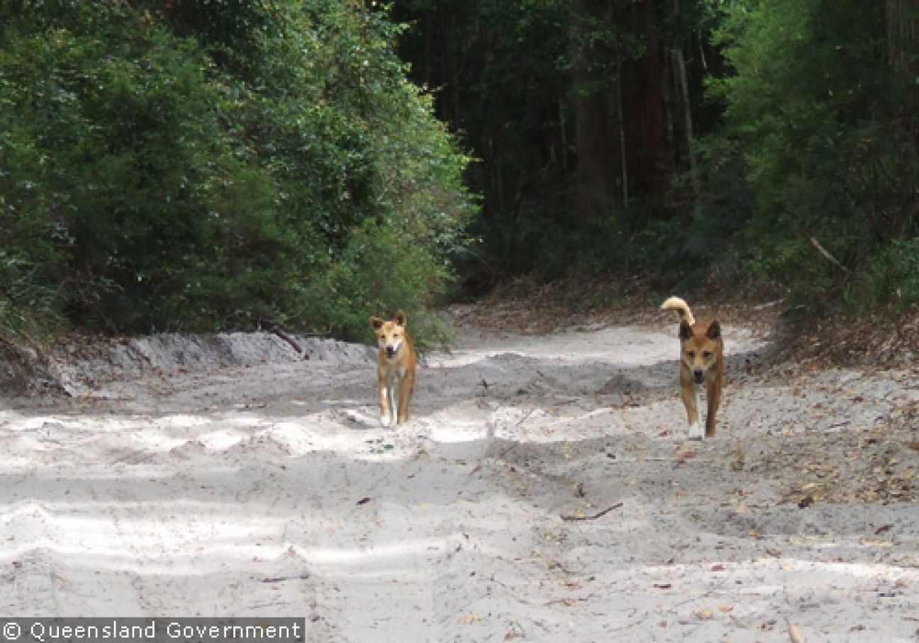 Fraser Island Dingoes