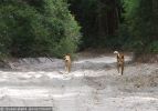 Fraser Island Dingoes