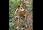 Fraser Island Dingoes