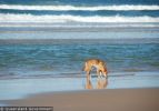 Fraser Island Dingoes