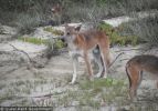 Fraser Island Dingoes