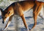Fraser Island Dingoes
