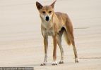 Fraser Island Dingoes