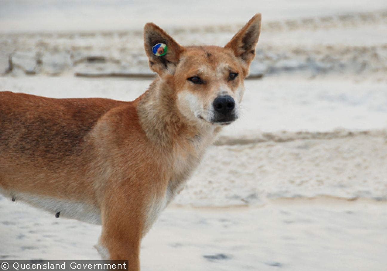 Fraser Island Dingoes