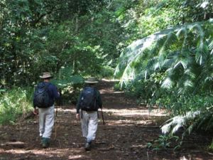Image of king ferns on the Gorrell track. 