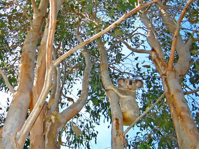 Koalas are excellent climbers.