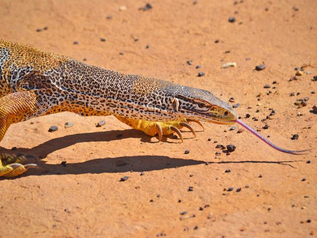 Keep a respectful eye out for the extraordinary yellow-spotted monitor.