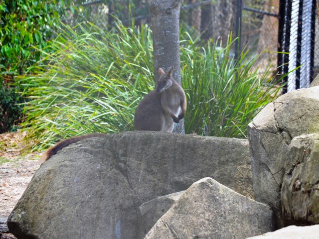 Proserpine rock-wallabies are an endangered species.