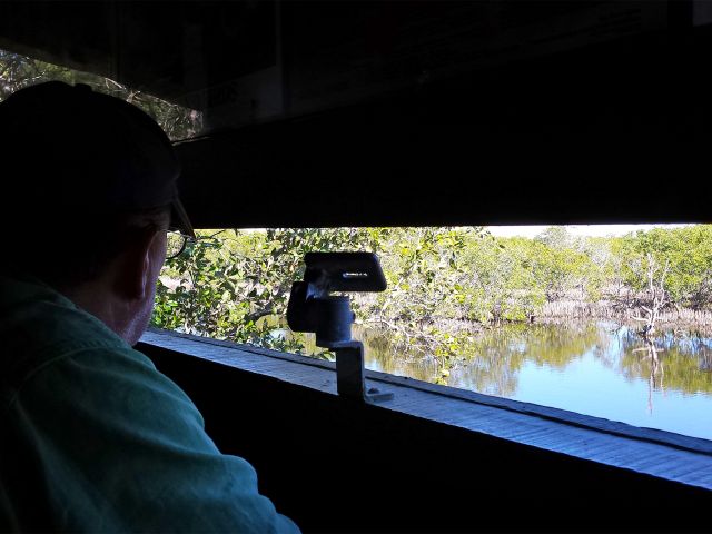 Discover the birds of Burrum Coast on the Bird Hide walk.