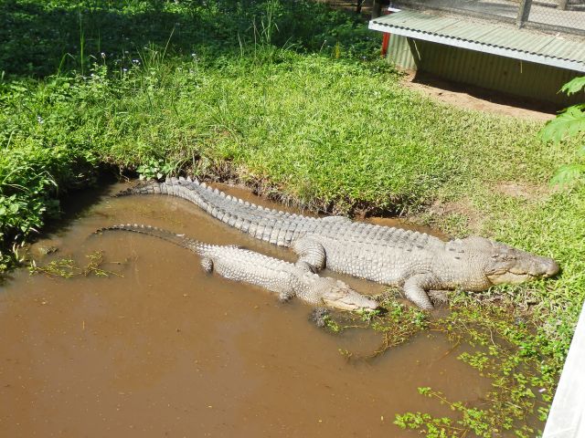 Male estuarine crocodiles grow significantly larger than the females.
