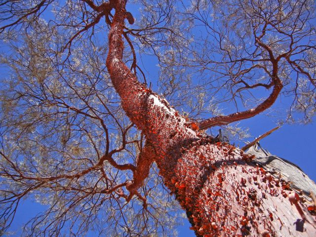 Marvel at the curly bark of the red mulga tree.