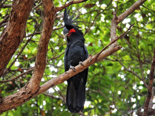 Palm cockatoos, found only on Cape York Peninsula, can be seen around the Chilli Beach camping area.