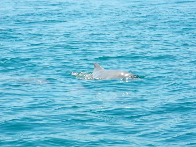 Sit and look for dolphins in the waters off the beach.