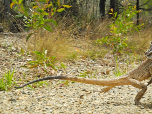 Blink and you might miss the wildlife along the Deepwater coastal drive.