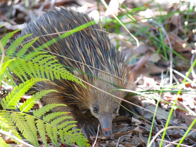 Catch a glimpse of echidnas on the Noosa Hill Walk.