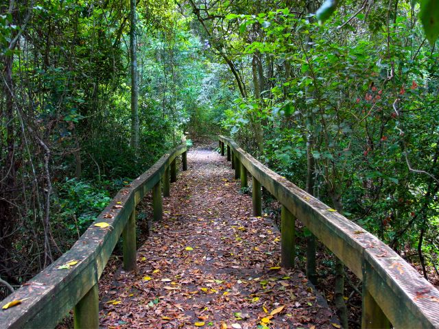 Photo of the Fig tree walk, accessible to wheelchairs, leads through magnificent rainforest.