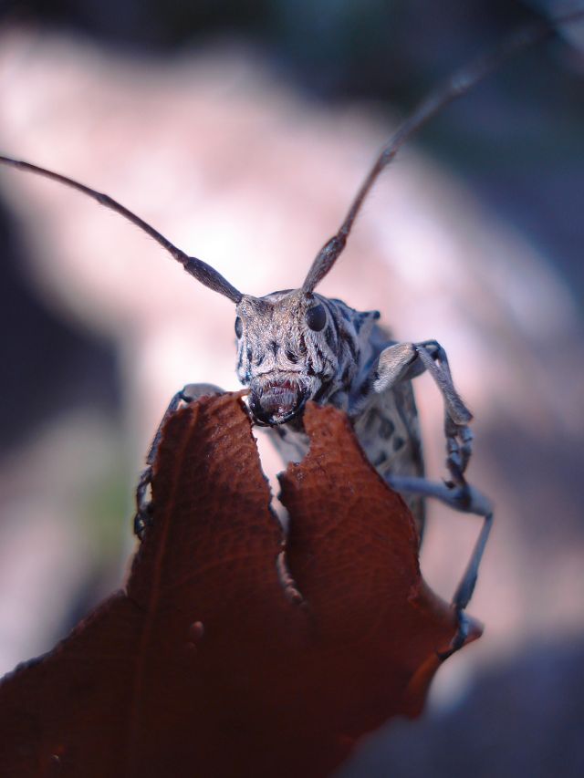 Look closely and you might spot a longicorn beetle.