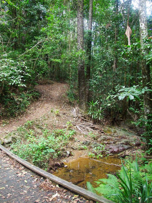 Look for water insects on the Piccabeen circuit.