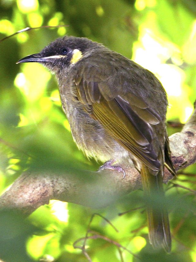 Keep an eye (and an ear) out for Lewin's honeyeaters.