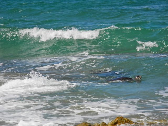 Gaze out at the ocean and you may be lucky enough to spot a turtle.