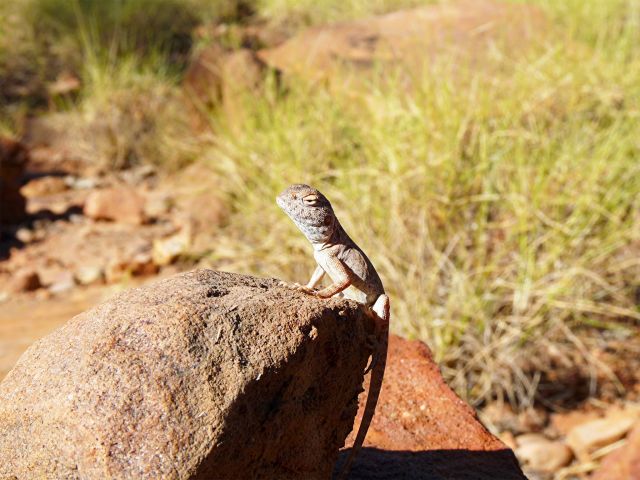 Look for ring-tailed dragons basking in the morning light.