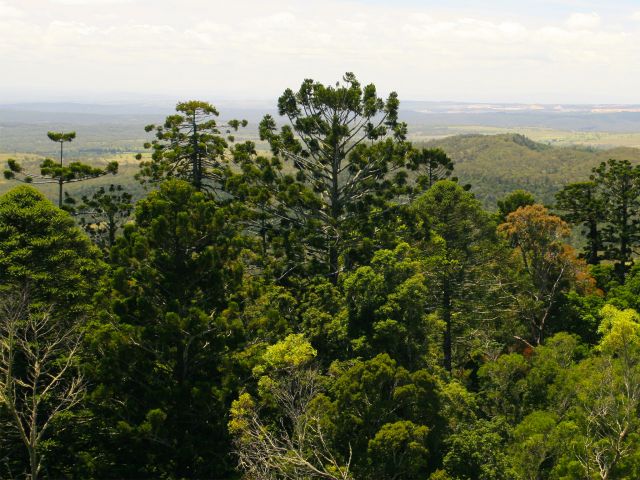 Enjoy scenic views along the Barker Creek lookout track.