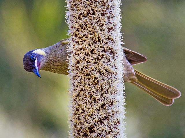 Honeyeaters enjoy the nectar of the grasstrees' tall flower spikes.