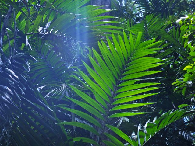 Photo of a palm leaves where the Yuwi plant trail starts in Hidden Valley.