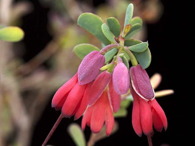 Take your camera and photograph the colourful Homoranthus flowers along the Spyglass Peak circuit.