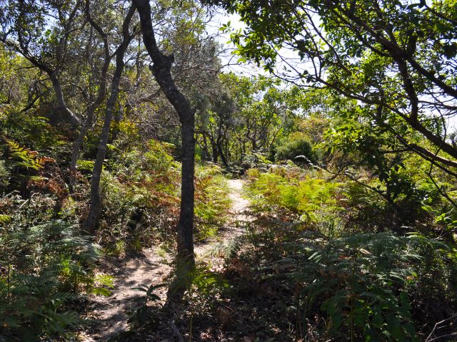 The southern end of the Rous Battery track.