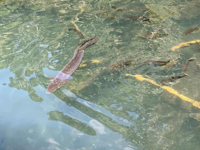 Photo of longfin eels which are commonly seen in Lake Barrine.