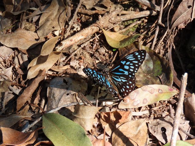 Experience being surrounded by swarms of butterflies, including the Blue Tiger butterfly Tirumala hamata, in the dry rainforest area during the winter months. 