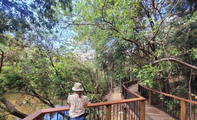 Take a post picnic wonder along the wheelchair accessible Alligator Creek boardwalk.