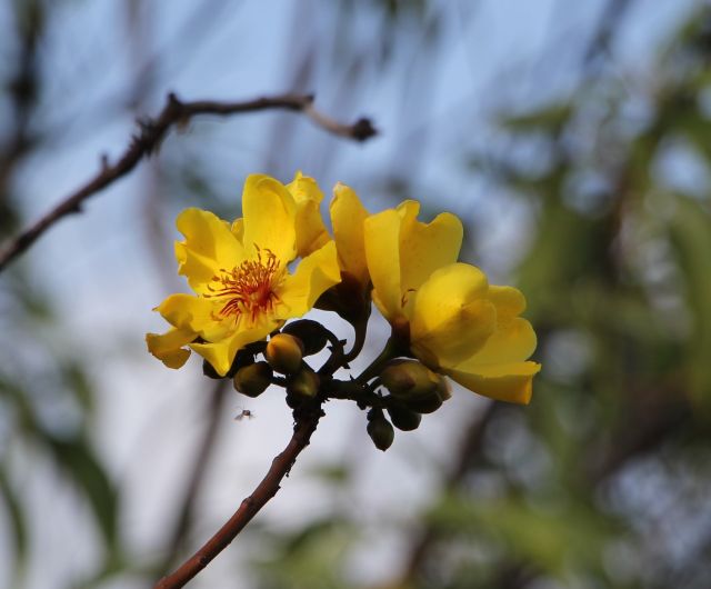 The yellow waxy flowers of the kapok tree bloom from August to October. 