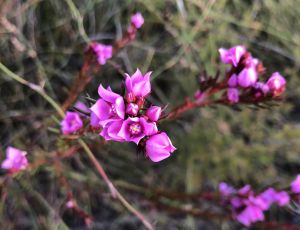Boronia blooms can be seen late winter or early spring.