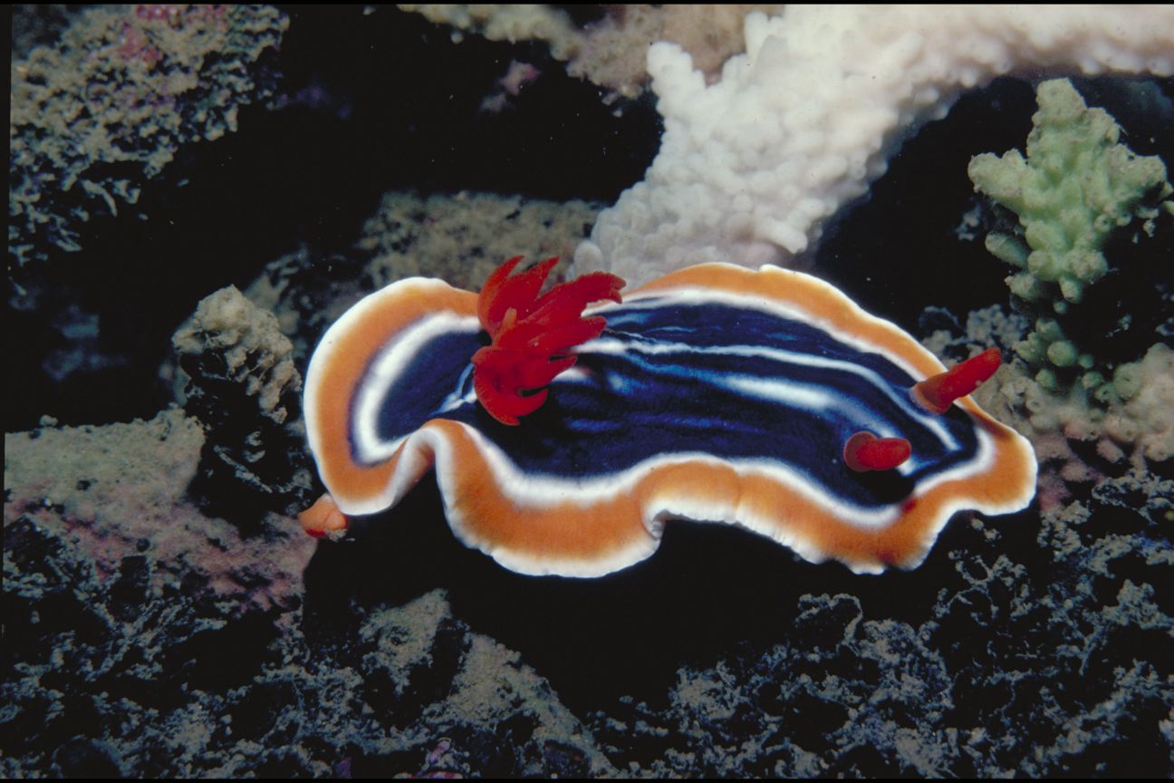 A blue and white striped nudibranch with an orange outer ring and red cetera.