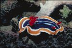 A blue and white striped nudibranch with an orange outer ring and red cetera.