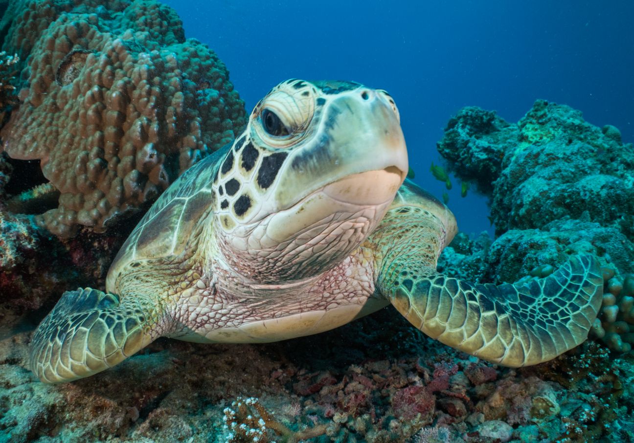 A close up of a green turtle with one eye facing the camera. It’s beak, the front of its shell and front flippers are visible. 