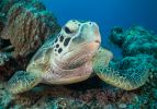 A close up of a green turtle with one eye facing the camera. It’s beak, the front of its shell and front flippers are visible. 