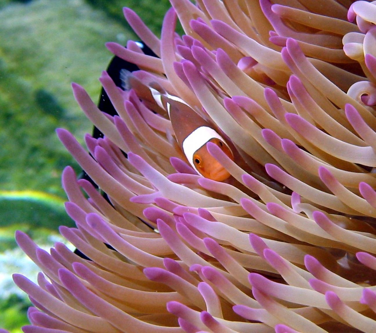 A single orange and white clownfish hiding amongst purple and white anemone tentacles