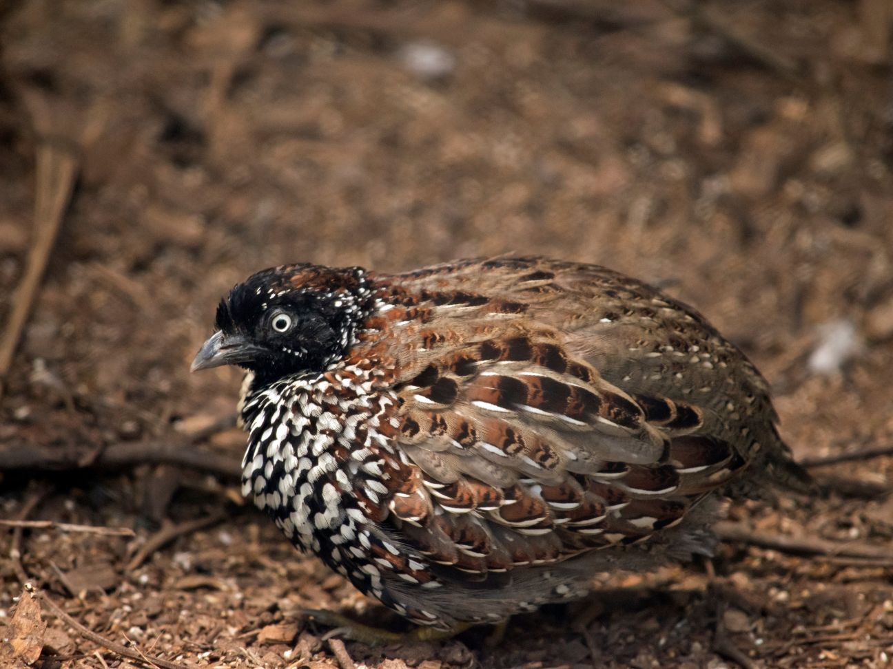 Photo of a vulnerable black-breasted button-quail