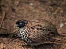 Photo of a vulnerable black-breasted button-quail