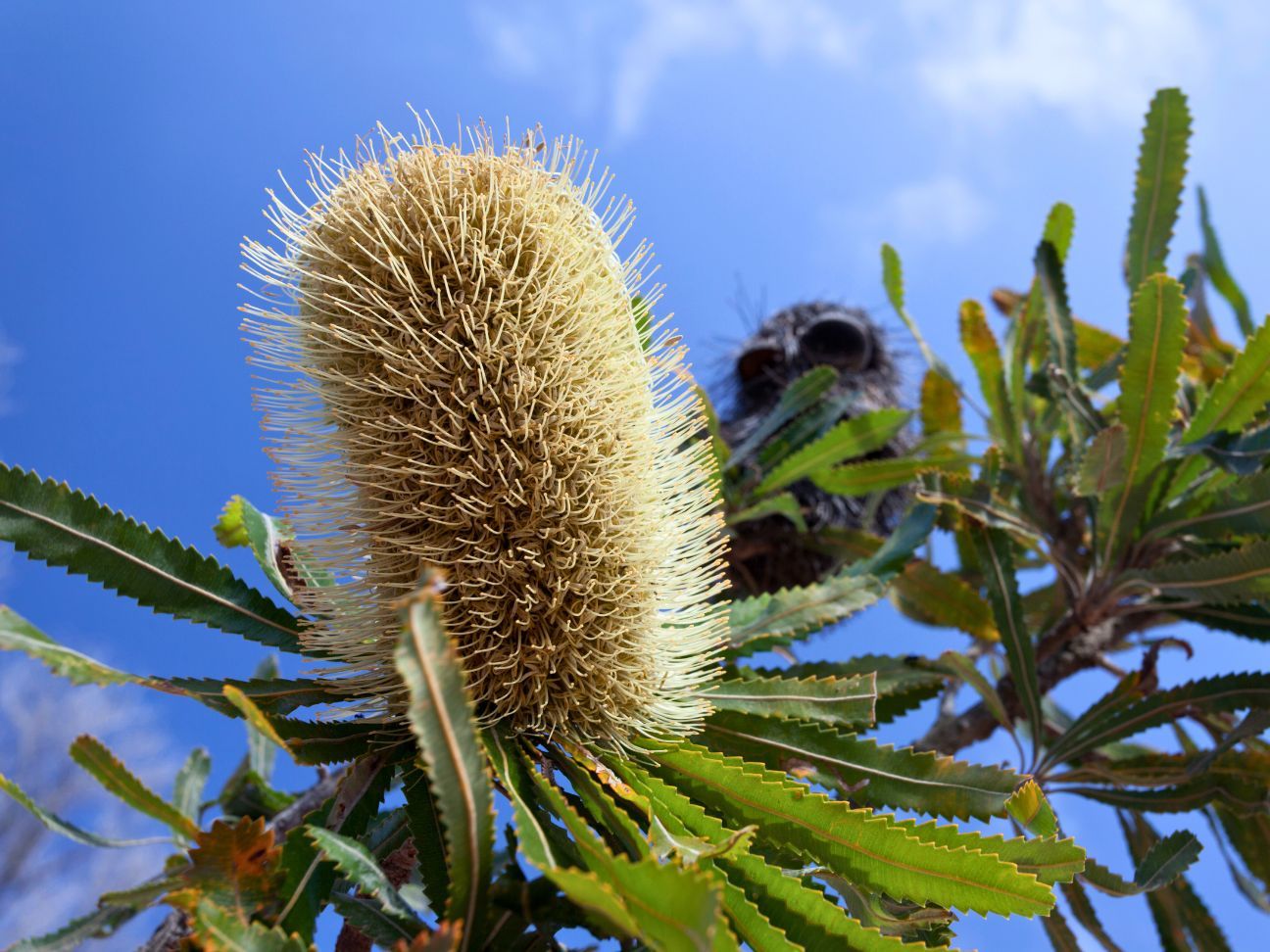 Photo of a banksia