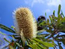 Photo of a banksia
