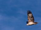 Photo of a white-bellied sea eagle