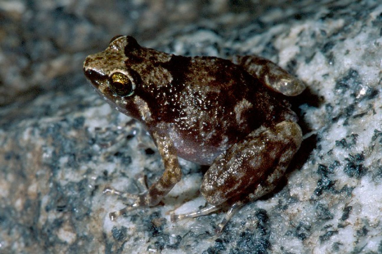 Photo of a male Black Mountain boulderfrog sitting on a rock. The distinctive W shaped marking on its back and bright gold of its eyes are visible